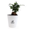 Ficus ginseng en pot 15cm - BIG