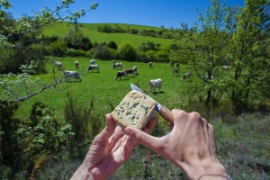 Couteau de pays 'Terroir', olivier 10