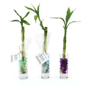 Bambou d'eau en vase 3