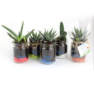Plante bocal 2