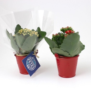 Plante pot zinc Ø7 cm 3