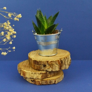 Plante pot zinc Ø7 cm