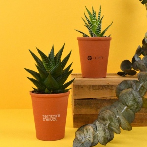Plante pot terre cuite Ø7 cm 2