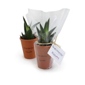 Plante pot terre cuite Ø7 cm 3