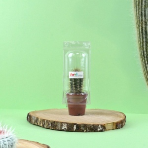 Mini serre cactus 2