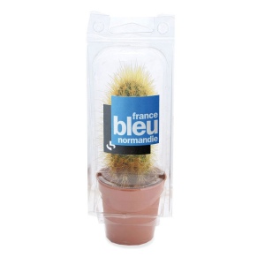 Mini serre cactus 3
