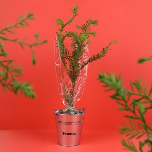 Plant d'arbre pot zinc Ø8 cm - Prestiges