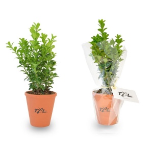 Plant d'arbre pot terre cuite Ø10 cm - Feuillus 2
