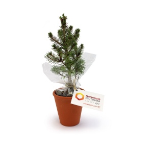 Plant d'arbre pot terre cuite Ø10 cm - Résineux 2