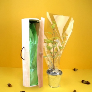 Plant d'arbre sac kraft - Feuillus 2