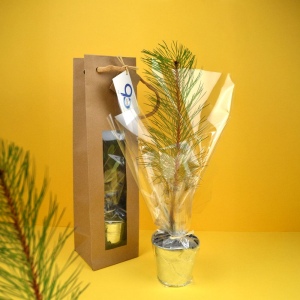 Plant d'arbre sac kraft - Résineux