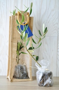 Plant d'arbre sac jute - Feuillus