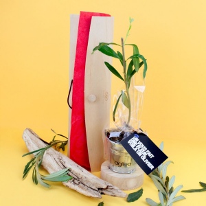 Plant d'arbre tube bois - Prestiges 2