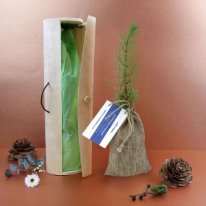 Plant d'arbre tube bois - Résineux 2