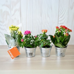 Plante fleurie pot zinc Ø7 cm