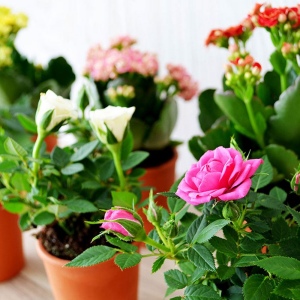 Plante fleurie pot terre cuite Ø7 cm 2