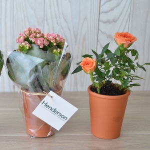 Plante fleurie pot terre cuite Ø7 cm 3