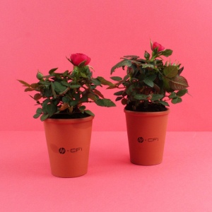 Plante fleurie pot terre cuite Ø7 cm