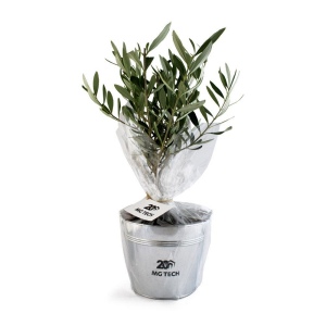 Olivier pot zinc Ø17cm 2