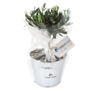 Olivier pot zinc Ø17cm 3