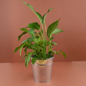 Plante pot zinc Ø13,5 cm 2