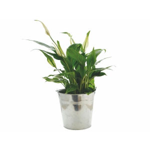 Plante pot zinc 15cm