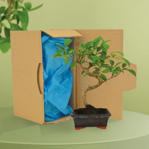 Bonsaï en carton individuel