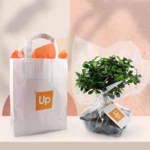 Bonsaï en sac