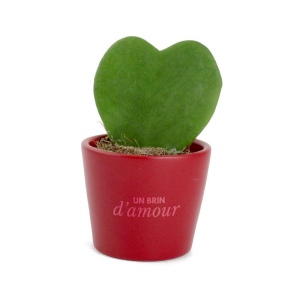 Hoya 3