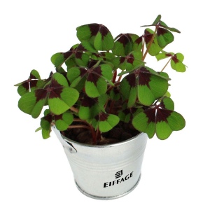 Trèfles à 4 feuilles poussés pot zinc Ø7 cm 2