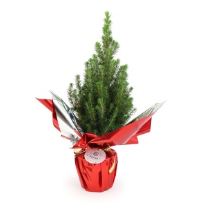 Sapin de Noël 2
