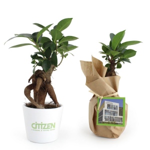 Plante prestige pot 7cm 2
