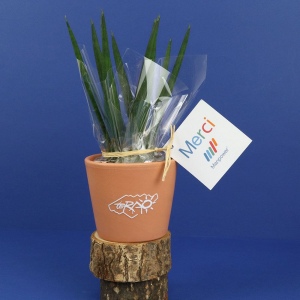Plante prestige pot 7cm 3