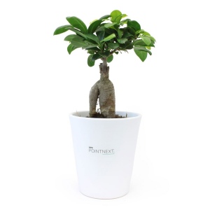 Ficus Ginseng pot Ø13,5cm 2