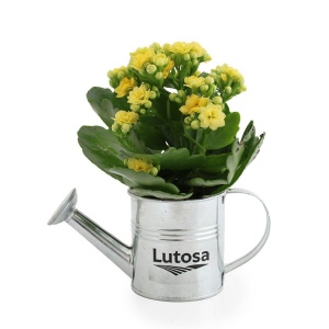 Plante fleurie pot zinc arrosoir 3