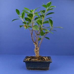 Bonsaï Boule