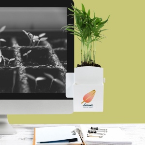 Végétal box plante 3