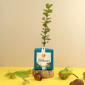 Cube Arbre Feuillus