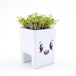 Pot ordi graines 3