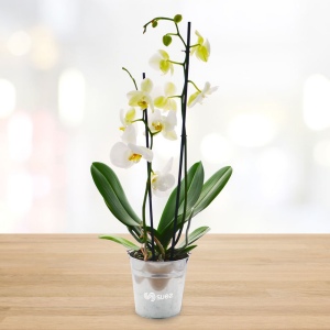 Grande orchidée