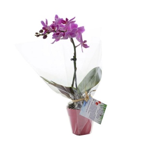 Petite orchidée 2