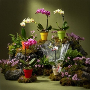 Petite orchidée