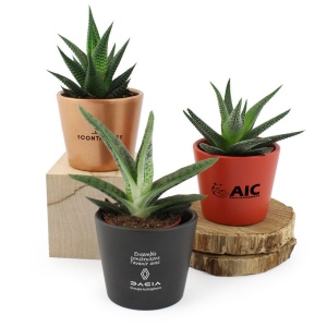 Plante pot céramique Ø7 cm 2