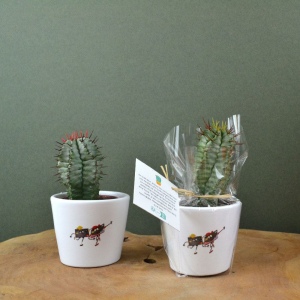 Plante pot céramique Ø7 cm 3