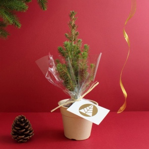 Plant d'arbre pot Bambou Ø10 cm - Résineux