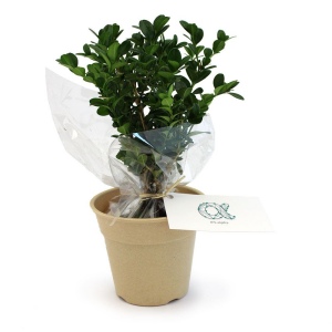 Plant d'arbre pot Bambou Ø10 cm - Prestiges 2