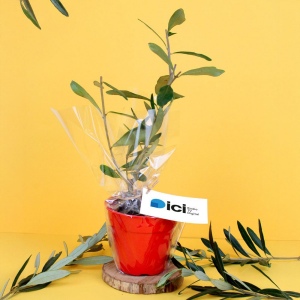 Plant d'arbre pot Bambou Ø10 cm - Prestiges