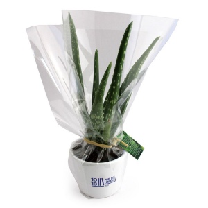 Aloé Vera pot Ø9cm 2