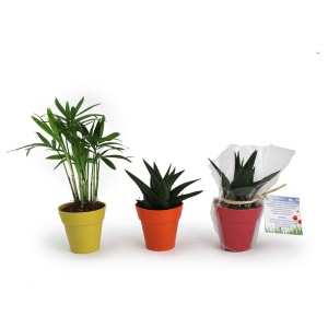 Plante pot bambou Ø7 cm 2
