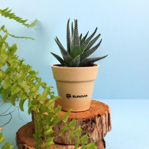 Plante pot bambou Ø7 cm